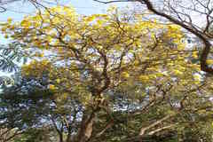 Tabebuia aurea